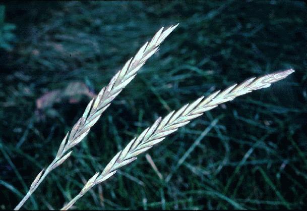 Quackgrass, agropyron repens